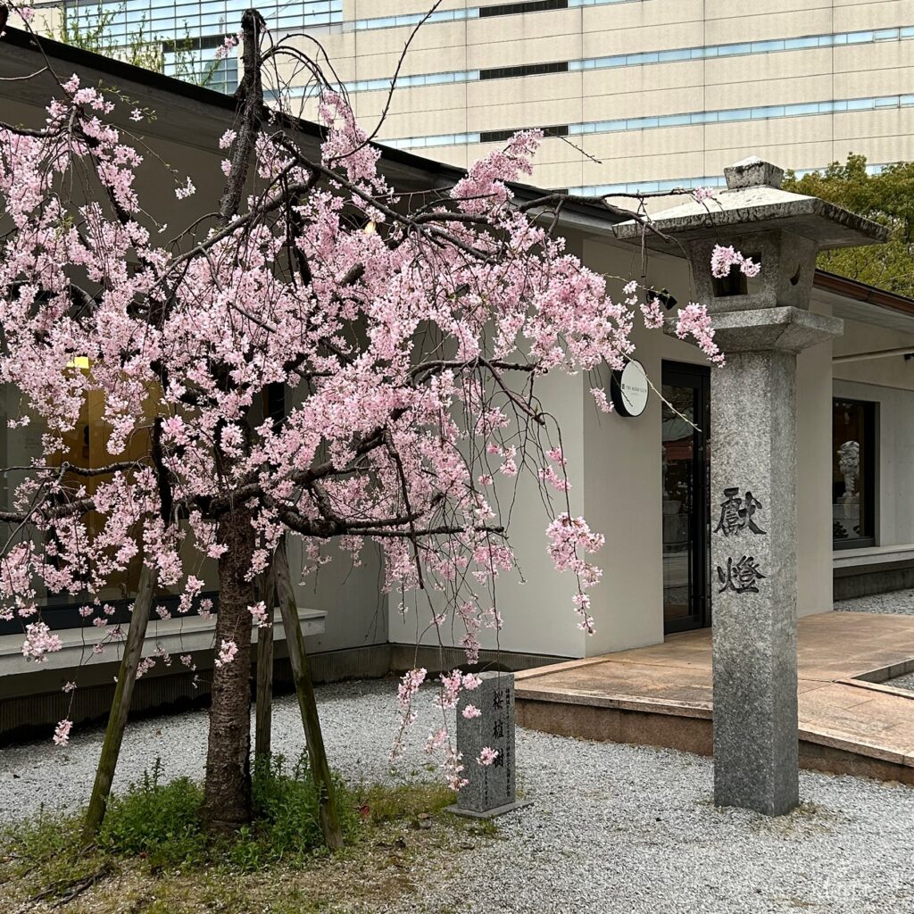 警固神社の桜