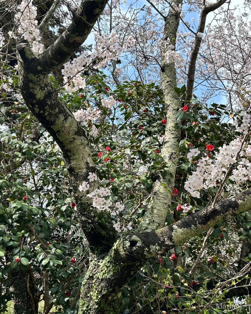 櫻井神社の桜
