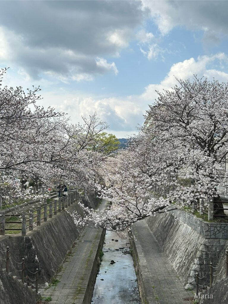 一本松川緑道の桜並木