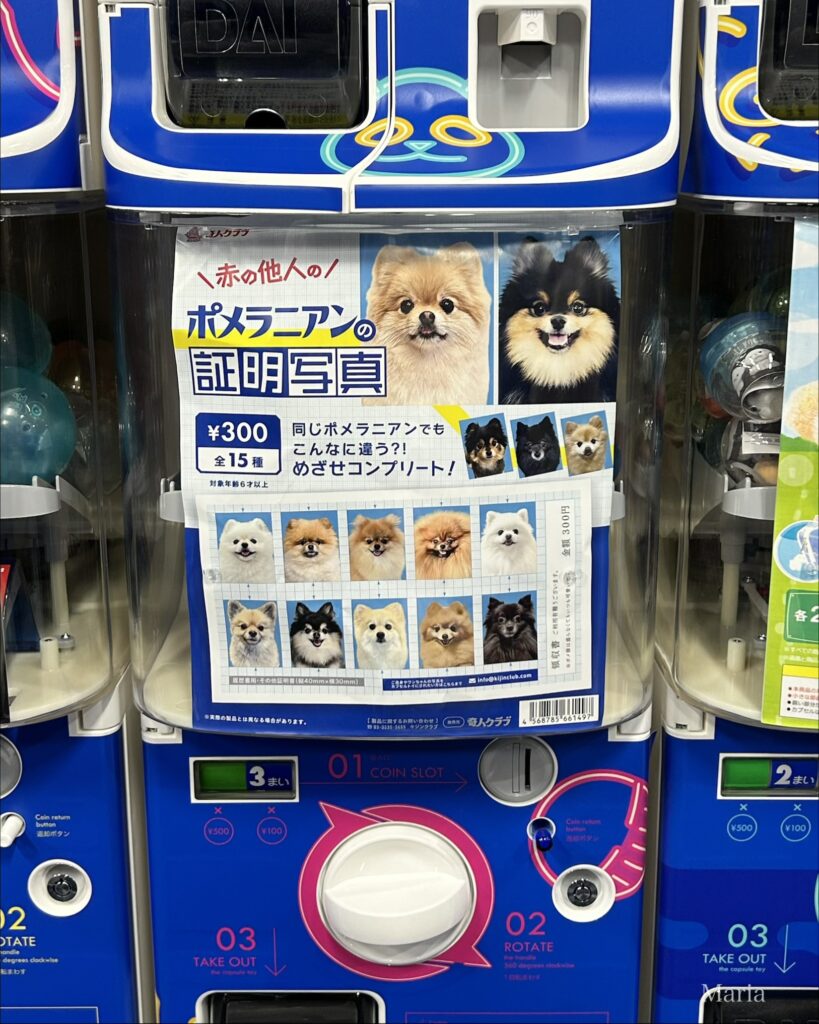 カプセルトイ専門店シープラ横浜中華街店 赤の他人のポメラニアンの証明写真