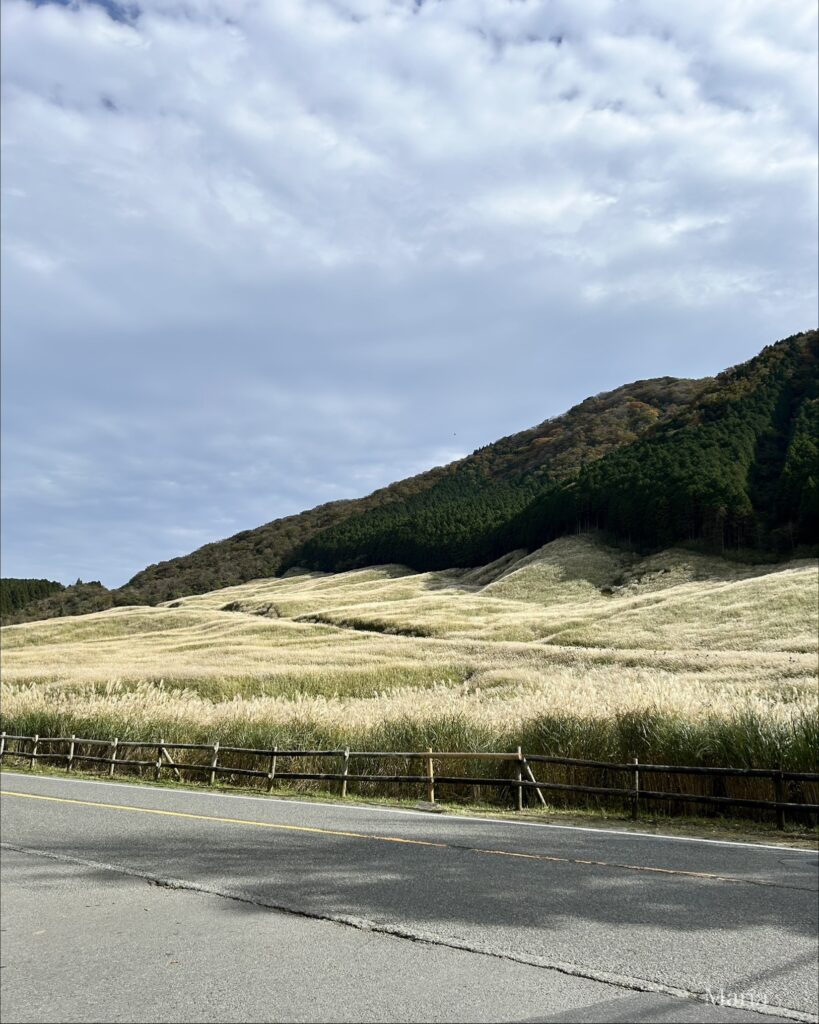 仙石原すすき草原