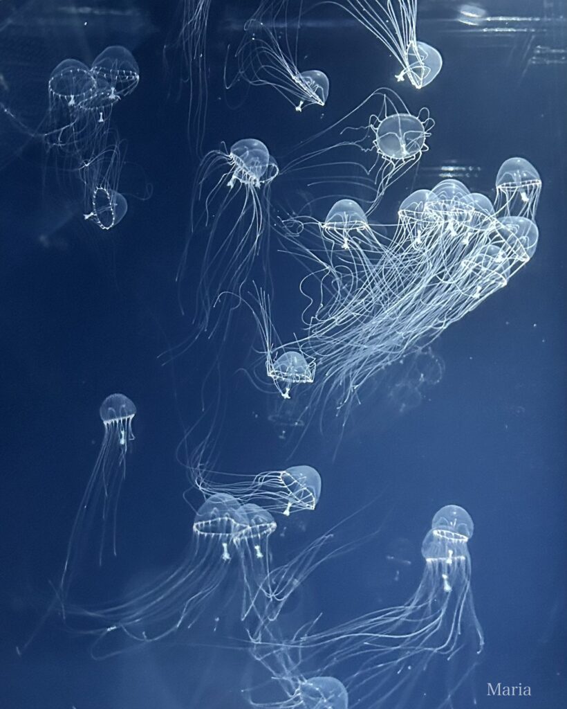 すみだ水族館 ギヤマンクラゲ