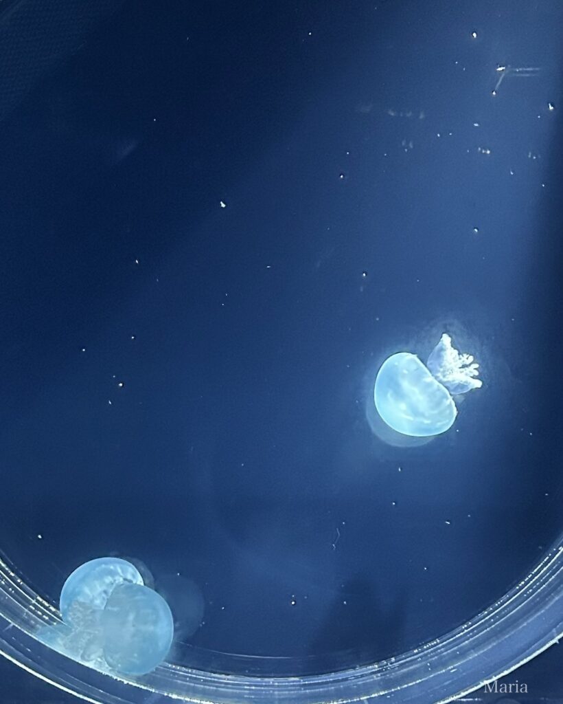 すみだ水族館 ブルーキャノンボール