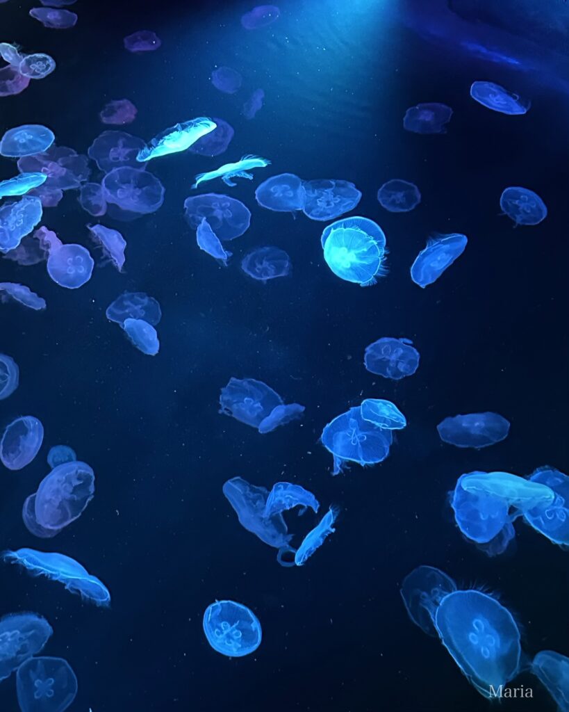 すみだ水族館 クラゲ