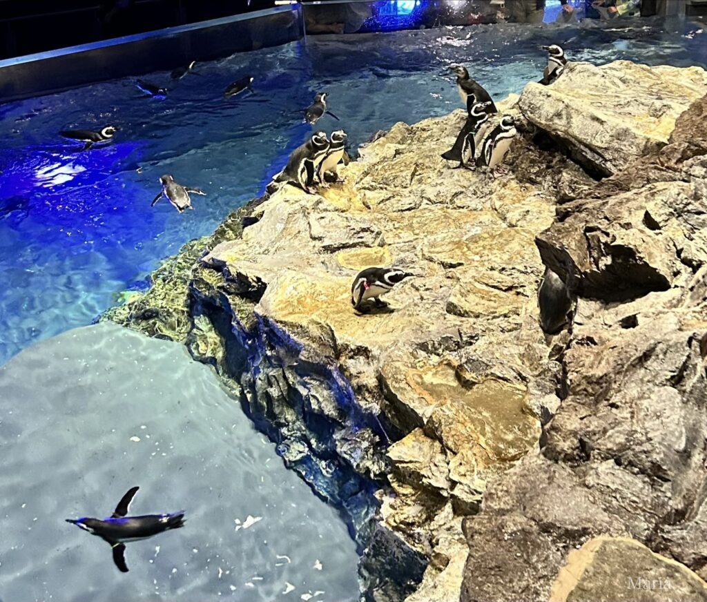 すみだ水族館 ペンギン