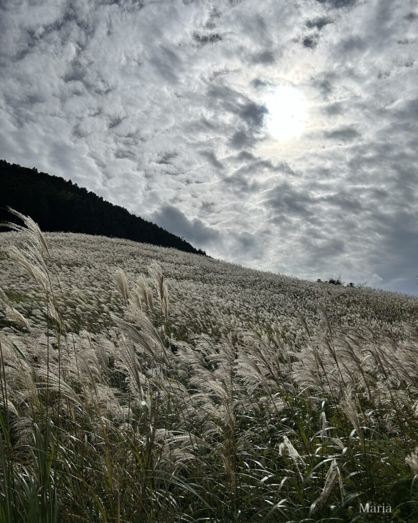 仙石原すすき草原