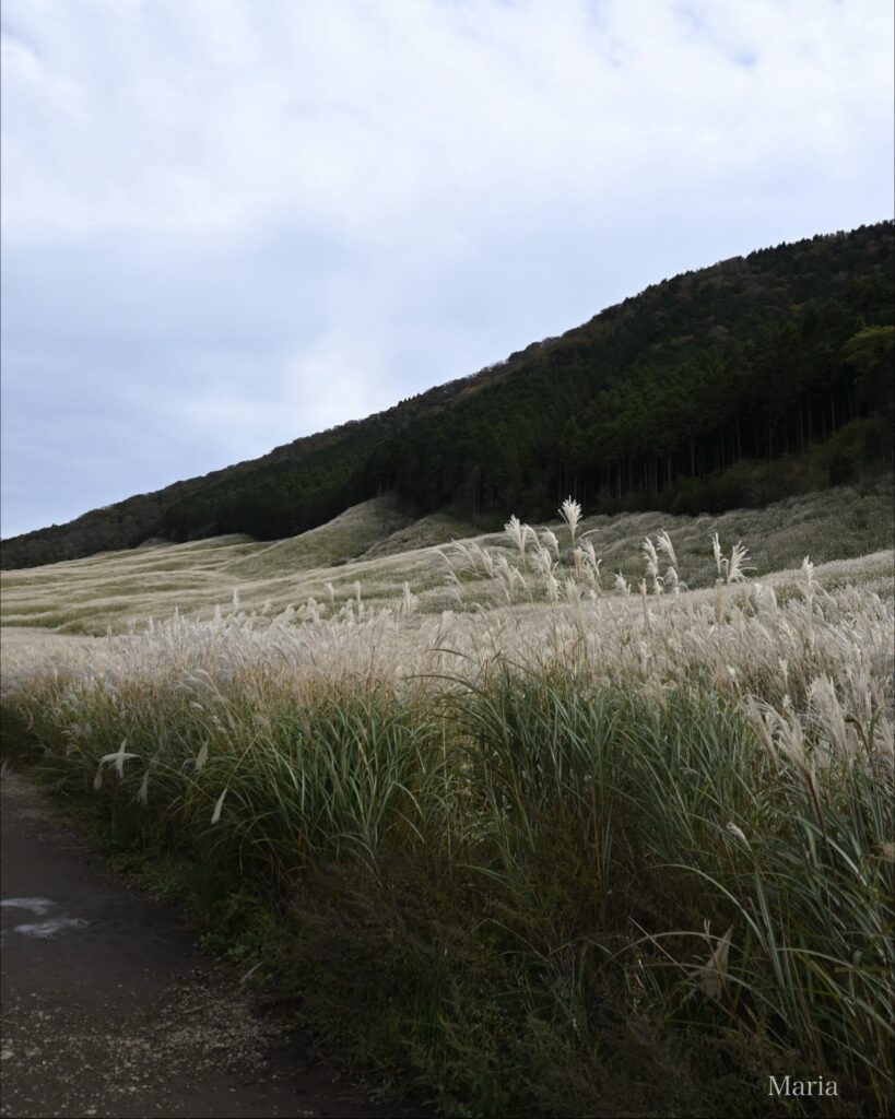 仙石原すすき草原