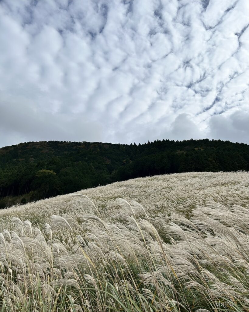 仙石原すすき草原