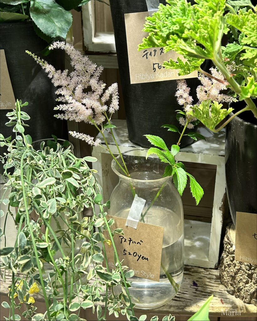 Hibiya-Kadan Style アトレ恵比寿店 アスチルベ