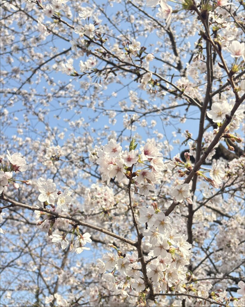 千鳥ヶ淵 桜