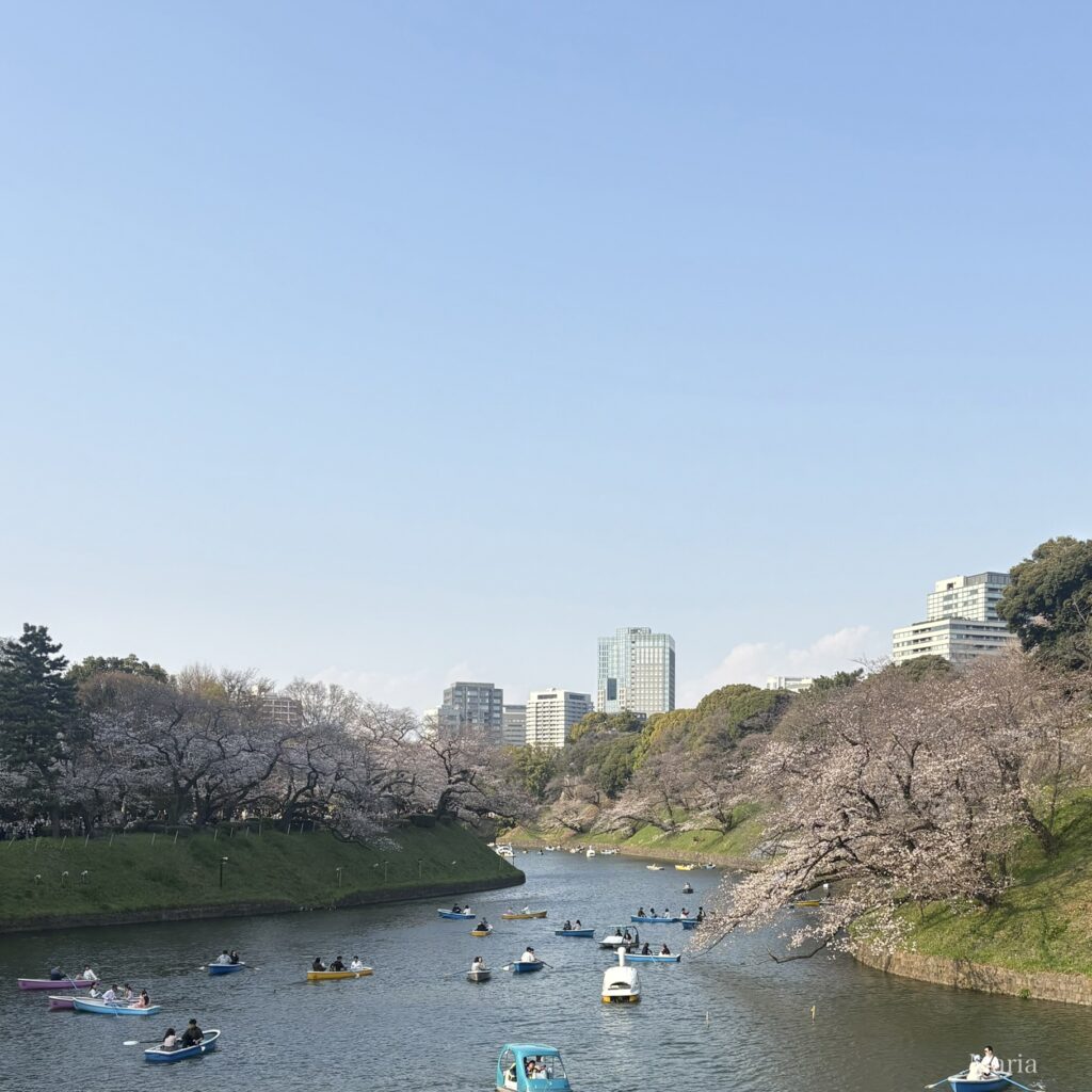 千鳥ヶ淵 桜